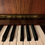 Klaver, annan ära (foto #2)