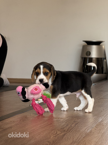 Beagle