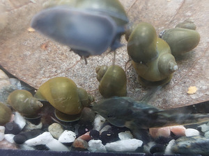 Õunateod (Ampullaria) (1 foto / 1)