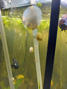 Õunateod (Ampullaria) (2 foto / 5)