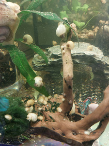Õunateod (Ampullaria) (3 foto / 5)