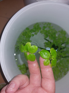 Limnobium laevigatum (1 фото из 2)