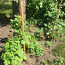 Дерево/пропитанные палочки для ограды и подвязки растений (фото #2)