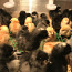 Подрощеные курочки- цыплята (фото #1)