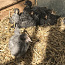 Месячные курочки-цыплята (фото #3)