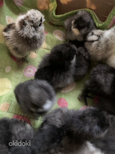 Цыплята Шелковые SIIDIKANA tibud (фото #2)