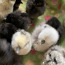Цыплята Шелковые SIIDIKANA tibud (фото #4)