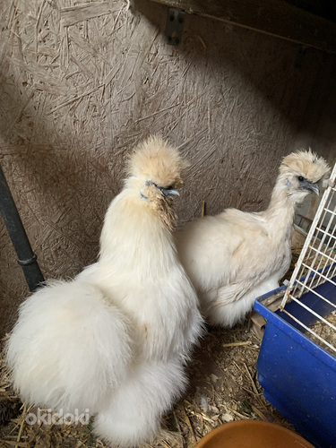 Цыплята Шелковые SIIDIKANA tibud (фото #8)