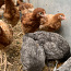 Молодые курочки/ цыплята (фото #3)