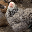 Цыплята брам (фото #2)