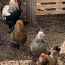 Цыплята брам (фото #4)