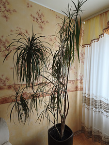 Растение (1 фото из 1)