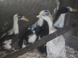 Утки бегунок (3 фото из 3)