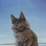 Котята Мейн-кун из Таллиннского профессионального питомника. (фото #5)