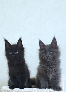 Maine Coon kassipojad Tallinna profesionalne kasvandus. (1 foto / 9)