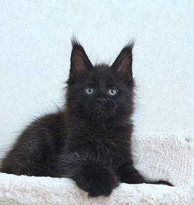 Maine Coon kassipojad Tallinna profesionalne kasvandus. (4 foto / 9)