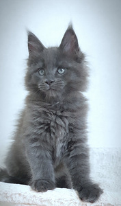 Maine Coon kassipojad Tallinna profesionalne kasvandus. (7 foto / 9)