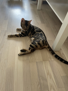 Котенок бенгал девочка (2 фото из 2)