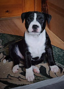 Stafforshire'i bullterjer (staffy) (5 foto / 9)