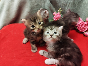Персидские котята (2 фото из 6)