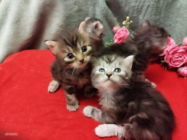 Pärsia kassipojad (foto #2)