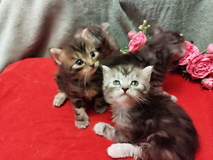 Персидские котята (3 фото из 6)
