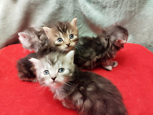 Персидские котята (4 фото из 6)