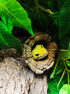 Gekko. (1 foto / 1)