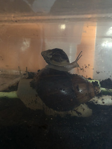 Giant African land snail (1 foto / 1)