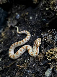 Hognose