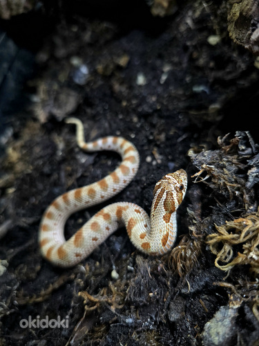 Hognose