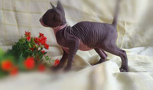 Котята (2 фото из 7)
