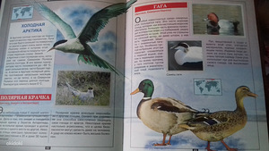 Suur raamat (1 foto / 3)