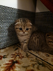 Котики (1 фото из 6)
