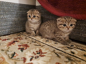 Котики (4 фото из 6)