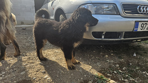 Tiibeti Mastifi kutsikas (4 foto / 6)