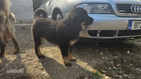 Tiibeti Mastifi kutsikas (foto #4)