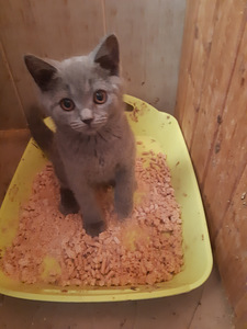 Британский котенок (2 фото из 7)