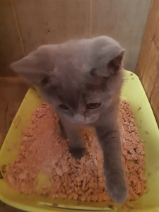 Британский котенок (3 фото из 7)