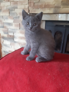 Британский котенок (4 фото из 7)