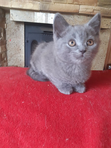 Британский котенок (6 фото из 7)
