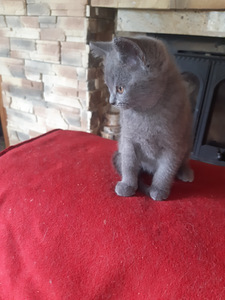 Британский котенок (7 фото из 7)