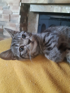 Британский котенок (2 фото из 7)