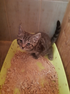 Британский котенок (5 фото из 7)