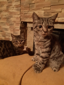 Британский котенок (7 фото из 7)