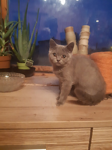 BRITI kassipoegI (3 foto / 3)