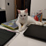 Кот белый ангорский (фото #2)