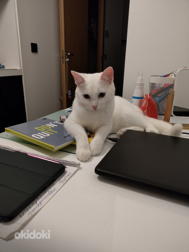 Kass valge Angora (foto #2)