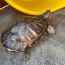 Водная черепаха (фото #4)