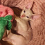 Котята донского сфинкса (фото #2)
